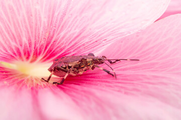 Halyomorpha halys inhabiting on the leaves of wild plants