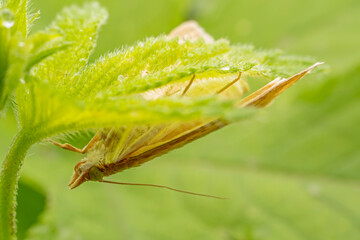 corn borer inhabiting on the leaves of wild plants