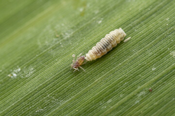 Fly larvae prey on aphids on wild plant leaves