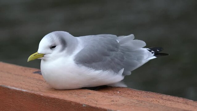 A beautiful sea gull is resting. Close-up photography. The black-legged kittiwake (Rissa tridactyla) is a seabird species in the gull family Laridae.