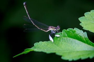 damselfly inhabiting on the leaves of wild plants