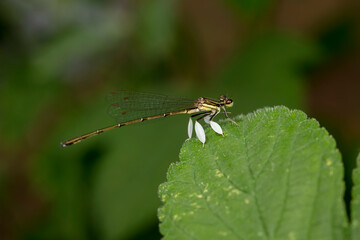 damselfly inhabiting on the leaves of wild plants