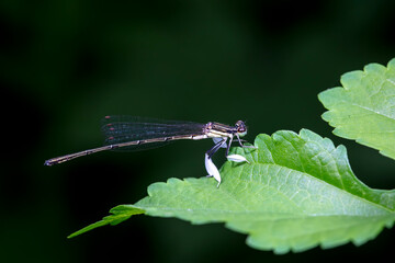 damselfly inhabiting on the leaves of wild plants