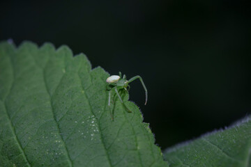 Crab spiders inhabit the leaves of wild plants and wait for prey