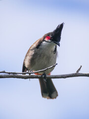 Close-up of a red Whiskered Bulbul bird perching on branch 