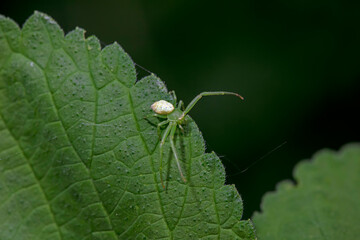 Crab spiders inhabit the leaves of wild plants and wait for prey