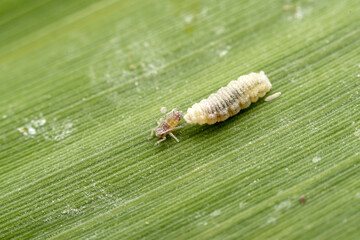 syrphid larva prey on aphids on the leaves of wild plants