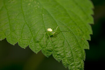 Crab spiders inhabit the leaves of wild plants and wait for prey