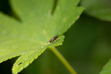 stratiomyiid inhabiting on the leaves of wild plants