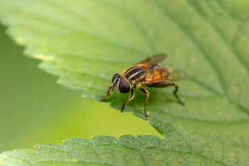 syrphid Inhabiting on the leaves of wild plants