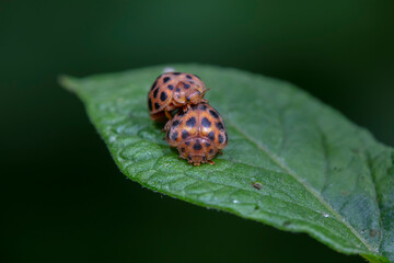 henosepilachna vigintioctomaculata mating on wild plant leaves