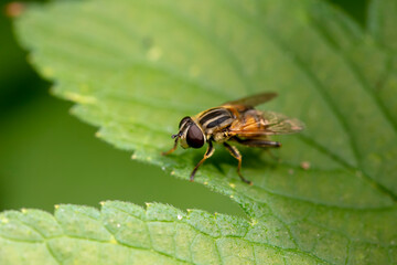 syrphid Inhabiting on the leaves of wild plants