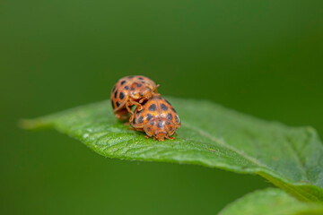 henosepilachna vigintioctomaculata mating on wild plant leaves