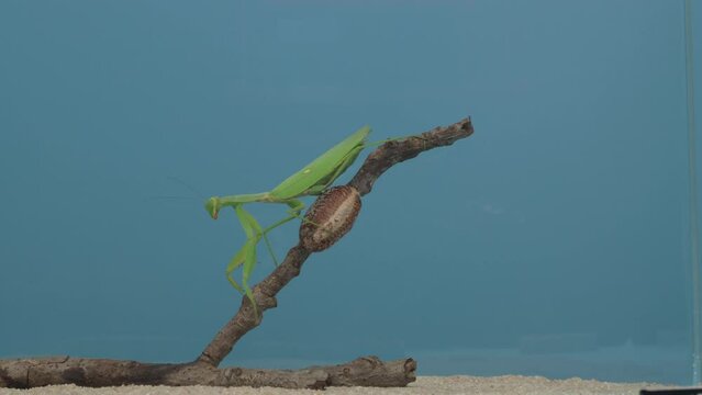 A female praying mantis walks along a branch with an ootheca.
