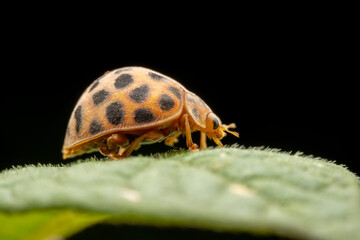 henosepilachna vigintioctomaculata Inhabiting on the leaves of wild plants