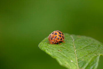 henosepilachna vigintioctomaculata Inhabiting on the leaves of wild plants