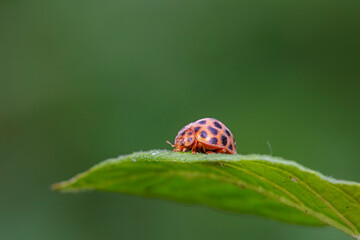 henosepilachna vigintioctomaculata Inhabiting on the leaves of wild plants