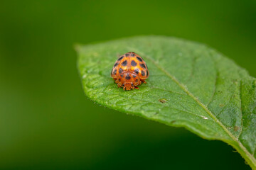 henosepilachna vigintioctomaculata Inhabiting on the leaves of wild plants