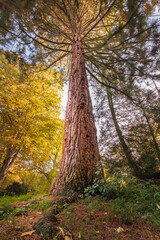 Fototapeta premium Une photo verticale d'un grand arbre au milieu de la forêt. Couleurs d'automne