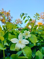 mixed pictures of building , trees , flowers, lord Radha krishna