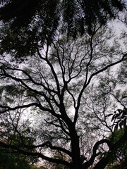 Fototapeta premium mixed pictures of building , trees , flowers, lord Radha krishna