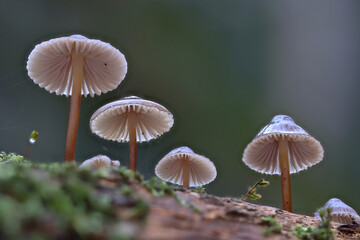 Tiny autumn wild forest mushrooms close up macro photography
