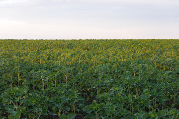 Fototapeta na wymiar spring sunflower field before blooming