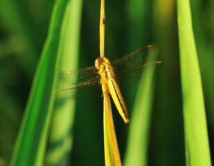 Small Grass Foring and plant natural photos.