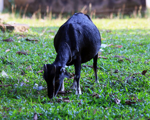 A young Goat Having Her Launch on Open Green Grass Lands.