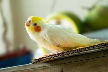 A cute cockatiel bird with white, yellow and orange feathers perches on a wooden ledge indoors.
