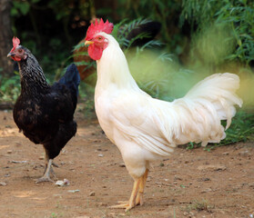 Hens on a traditional free range poultry organic farm.
