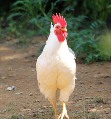 Hens on a traditional free range poultry organic farm.