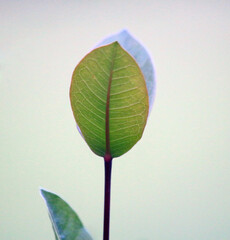 A single green leaf with blurred background.