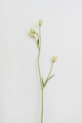 White flower on white background. Minimal stylish still life floral composition