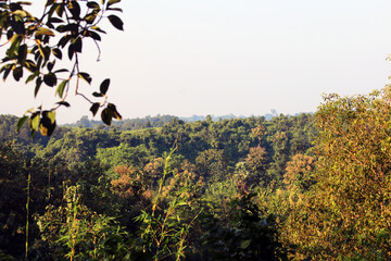 Aerial top view forest tree and healthy environment concept and background, Texture of green tree forest view from above