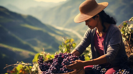 copy space, stockphoto, peruvian woman picking grapes in a vineyard. View of a beautiful latin woman working in a vineyard. Production process of making wine.