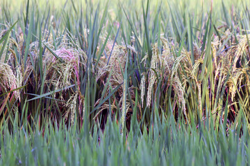 Paddy rice in rice field before harvesting.
