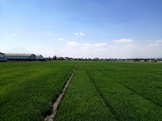 Fototapeta na wymiar beautiful green paddy rice field in indonesia with blue sky surrounded by fabric and residence