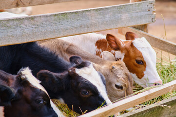 The herd of cows cattle is enjoying their meal of fresh grass on the farm.