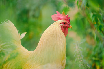 The rooster, surrounded by lush green grass, showcases its vibrant plumage against the backdrop of nature