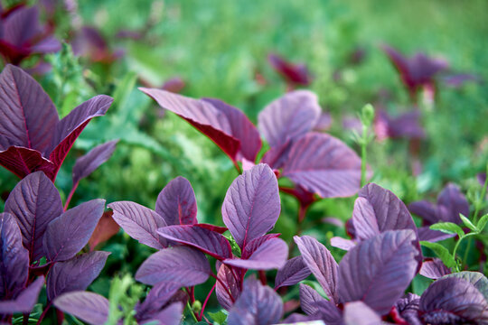 The floral aroma of the red leaf amaranth vegetable is a delightful addition to any summer meal.