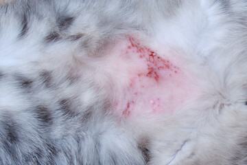 The cat scratched his stomach from itchy skin to scratches and wounds. The belly of a cat with wounds and skin problems from stress or allergies