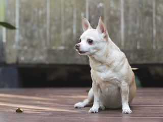 brown short hair Chihuahua dog sitting on wooden floor with wooden wall background.