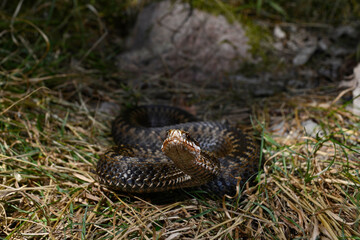 Kreuzotter // Common Adder (Vipera berus)