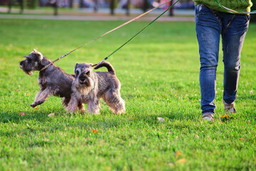 Happy miniature schnauzer dogs playing on green grass in park