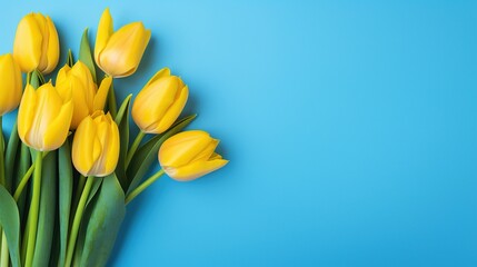 Yellow tulips on a blue background. Postcard or wallpaper for International Women's Day, Mother's Day, Easter