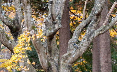 黄色い紅葉と木の上のアカゲラ