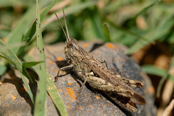 Criquet des jachères