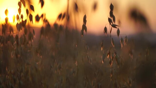 Oat field. Ripe oat ears at sunset. Scenic summer landscape. Oat - Avena sativa. Organic agriculture harvesting agribusiness concept. Slow motion, close-up