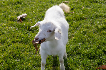 Obraz premium 枯葉を食べる真っ白な山羊